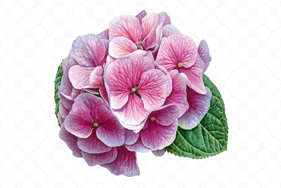 Pink Hydrangea PNG Watercolor Flower 01: A Designer's Secret Weapon